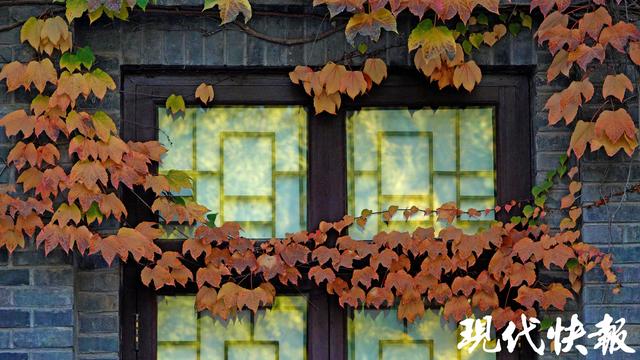 秋日限定，南京“爬山虎之窗”一眼惊艳