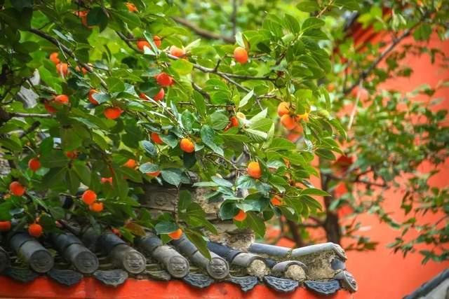 老舍院里的柿子红了！这份“甜蜜暴击”正席卷河南的秋天