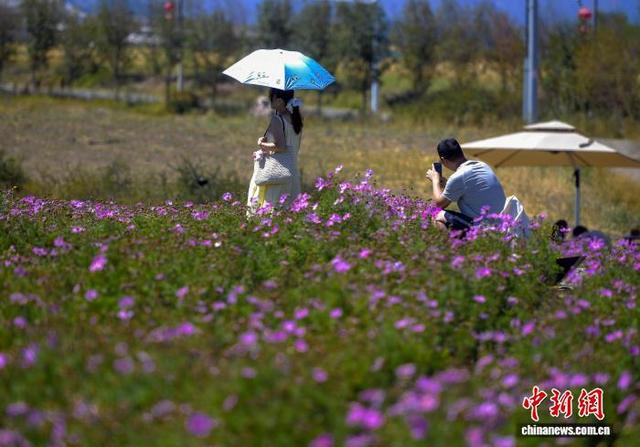 乌鲁木齐：天山脚下格桑花盛开引游客打卡