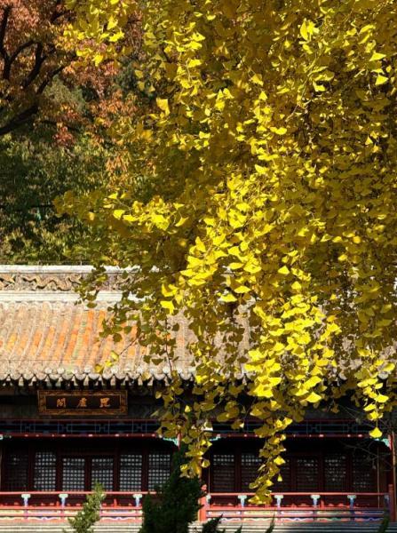 满枝金黄！门头沟千年古银杏进入最佳观赏期
