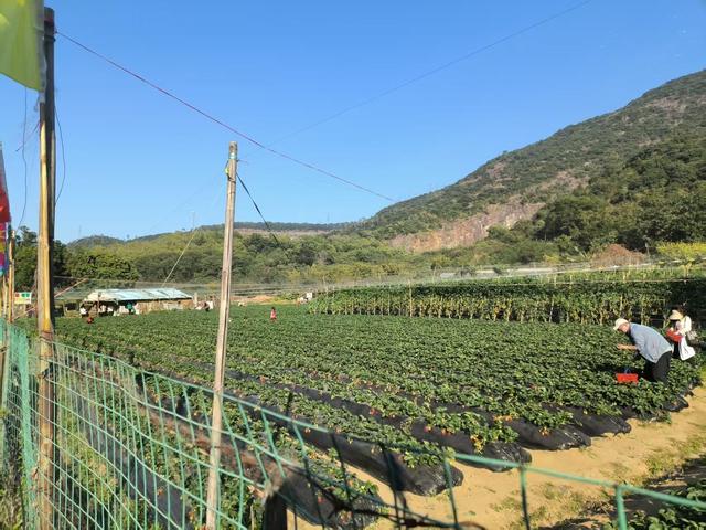 风穿林叶绳渡树间 龙岗园山这片营地邀您体验“飞檐走壁”