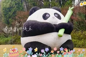 大熊猫“春生”生日周即将开启 超多活动“萌”到你了吗？图片