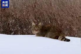 近距离邂逅荒漠猫！我国唯一“特产猫”跟一般喵星人有啥区别？图片
