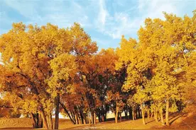 【文化·旅游】黑泉胡杨林 最美金秋色图片