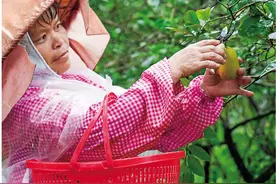 种下香柠树 结出幸福果图片