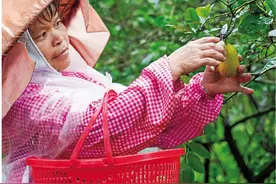 种下香柠树 结出幸福果图片