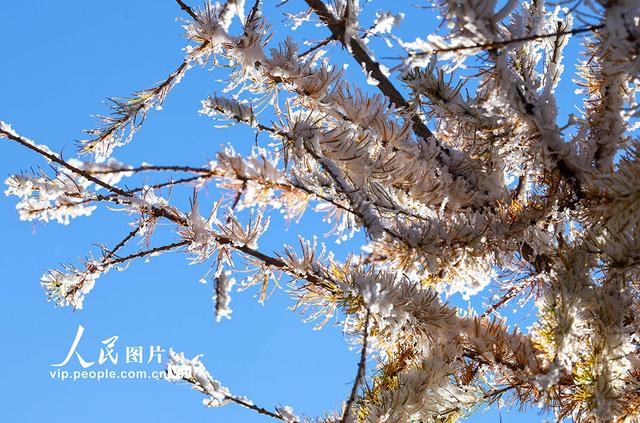 内蒙古呼和浩特：哈达门国家森林公园雾凇美如画