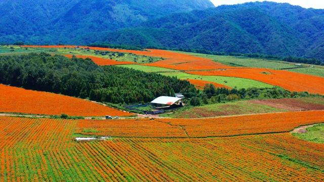 最佳赏花期至10月初 腾冲明光鸦乌山千亩花海等你来
