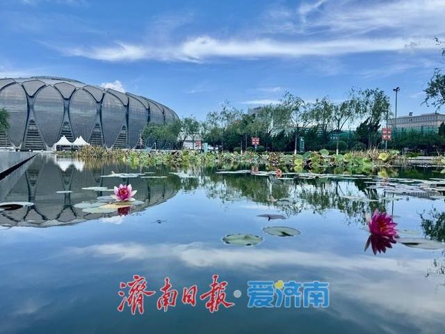 一年四季 泉在济南丨济南奥体中心荷花池内莲花绽放 为初秋添彩