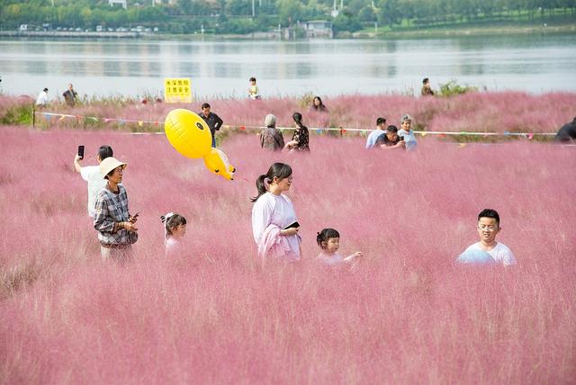 临沂：河湾公园粉黛花开如云似霞