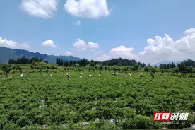 湘赣红｜汝城县小辣椒做成大产业图片