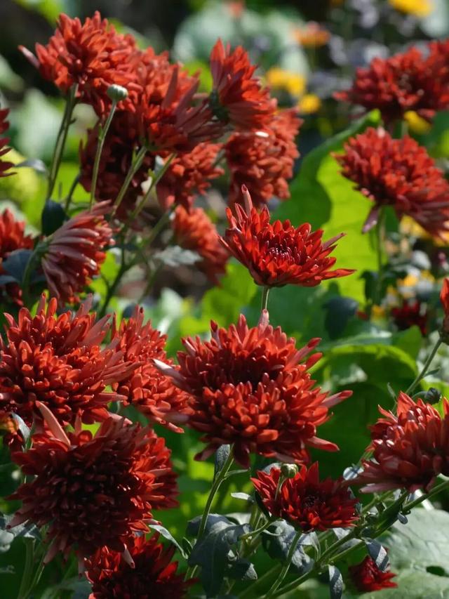 赏花、摘果、逛古镇，玩一天根本不够！