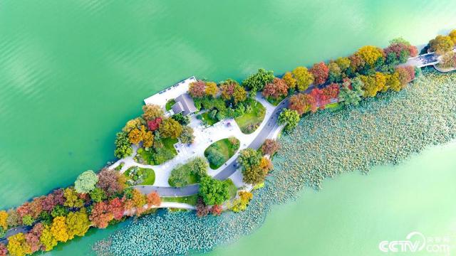 南京玄武湖彩叶树种染秋“上色”