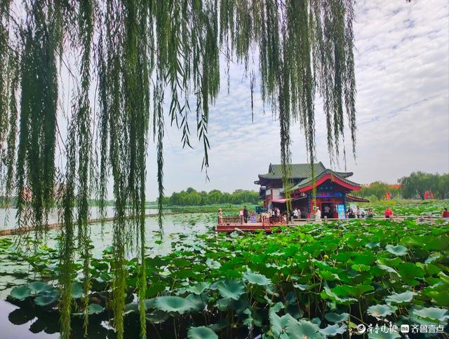 明湖垂柳曼妙多姿，游人如织景致如画