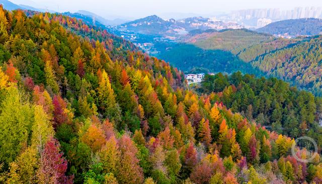 忠县彩林，解锁色彩斑斓的冬日美景！