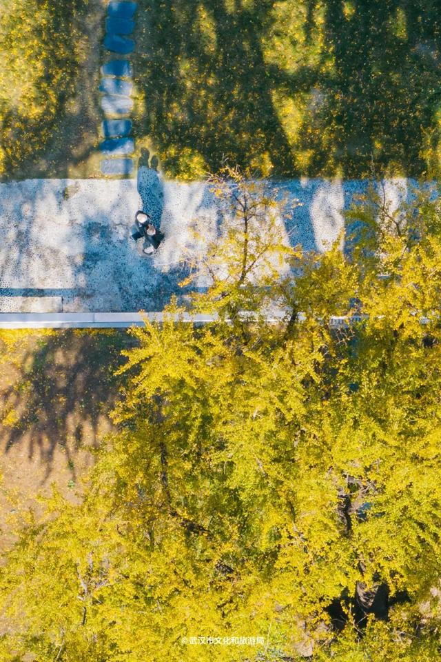 武汉为百年古树建公园，免费开放！