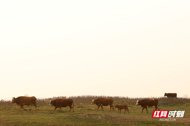 大美红图丨湘江枯水河床成市民活动“新场所”