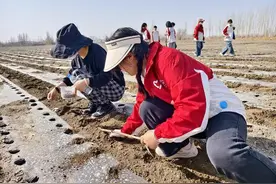 焉耆县团委组织西部计划志愿者开展“百亩花田，静待花开”志愿服务活动图片