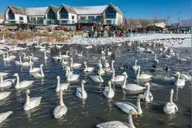 浪漫冬日，在荣成与天鹅相遇！图片