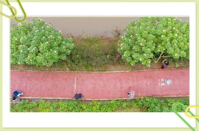 藏不住了！大足这个村的芙蓉花海，已成初冬“神仙打卡地”