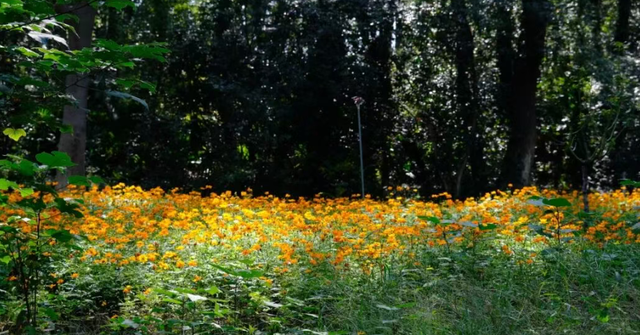 大降温后的秋日大片，来武汉植物园取景！这份小众胶片感机位请收好