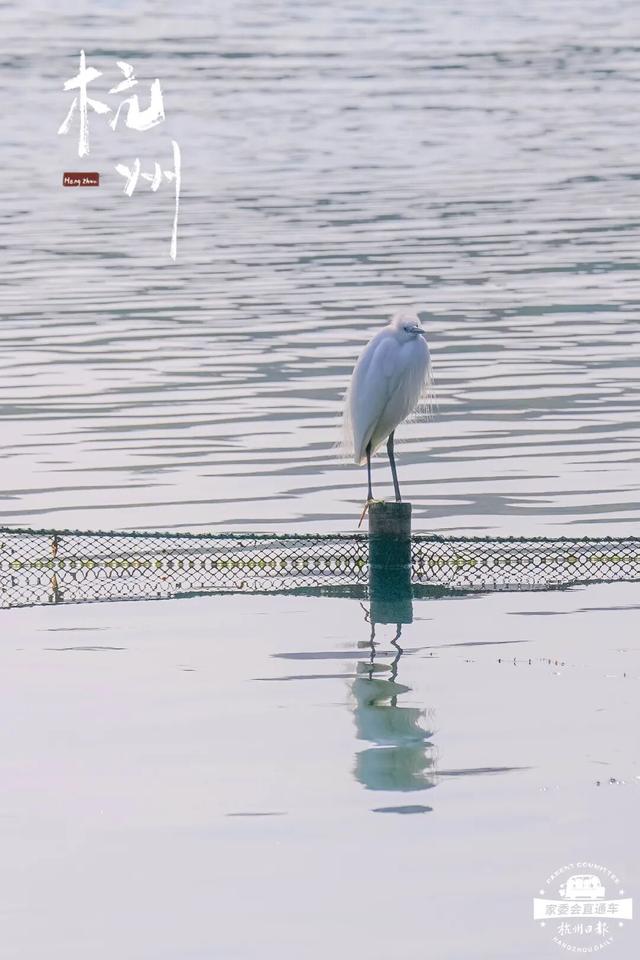 12.07 独立营｜冬日寻羽记：解码西湖候鸟的越冬密码！鸟类专家带队，探秘茅家埠“鸟类天堂”，体验听声辨鸟、飞羽寻踪的野趣周末！