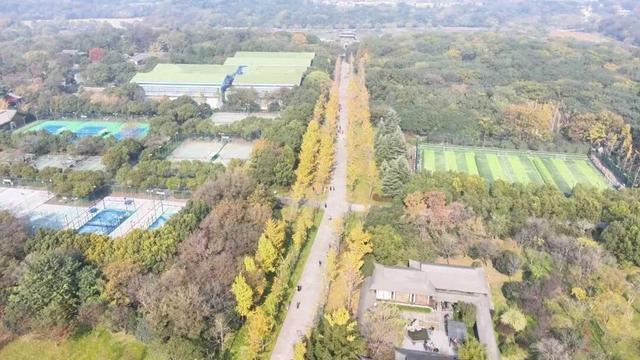 错过等一年！扬州这些银杏观赏点位已进入最佳观赏期→