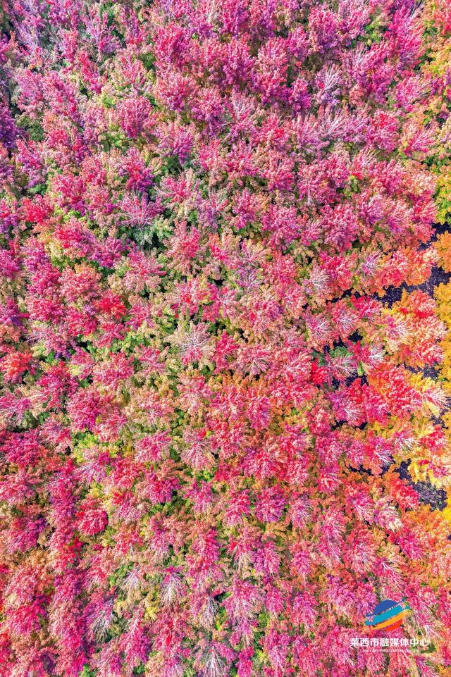 莱西市第十届红枫嘉年华正式拉开帷幕！