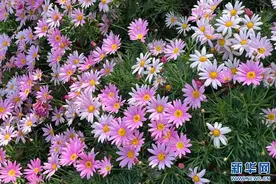 春城昆明 花开正艳图片