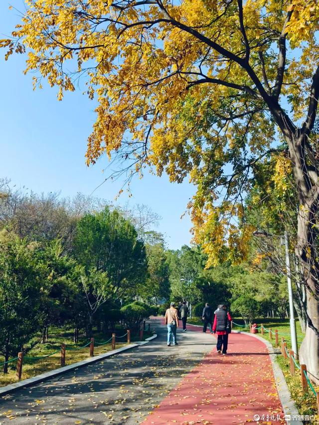 秋高气爽，金色泉城公园