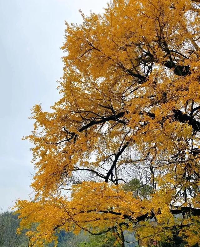 邂逅如画江西的小“杏”运