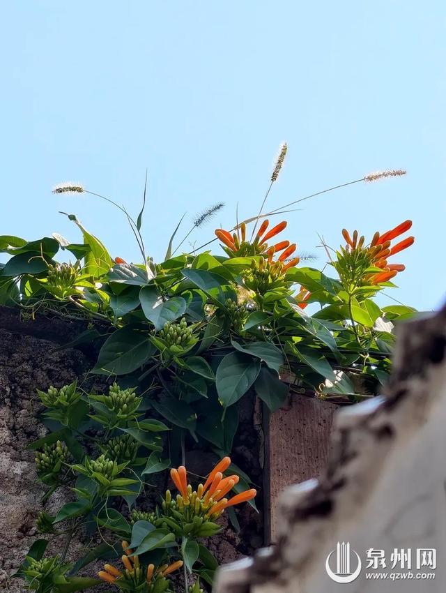 泉州的冬天依然有浪漫花海上线 “冬半如春暖，疏花满路开”