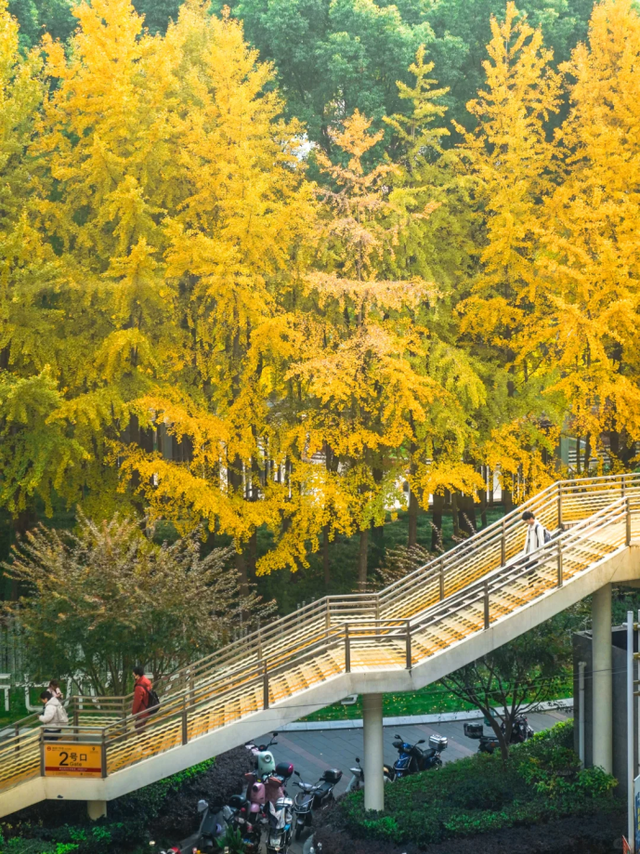 出站即是大片！上海秋日最美地铁站已上线→