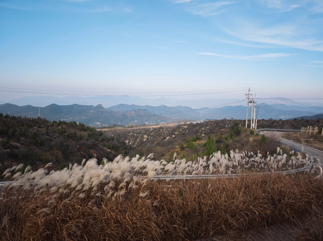 在秋冬的诗行里，尽赏“芦花飞雪”落中原！