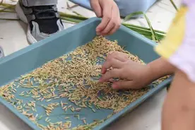 体验劳动乐趣，“瑞宝农夫”的水稻收割记图片