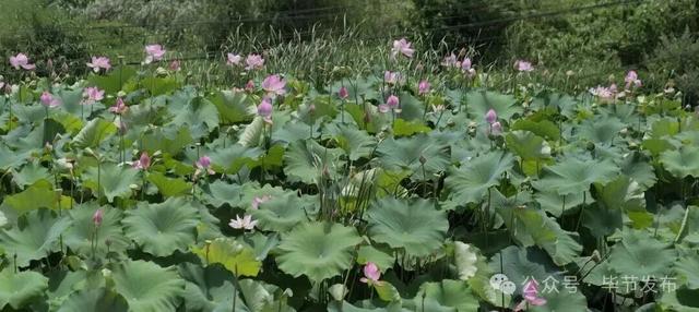 毕节不止有“悬崖村”，这些田园风光更美！