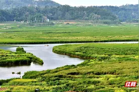 我来邀你看岳阳丨治愈系风景！解锁洞庭湖的“草原模式”图片