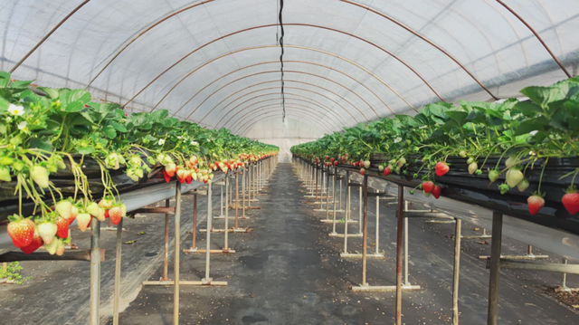 跟着“绿色青浦”，玩转白鹤草莓文化节~