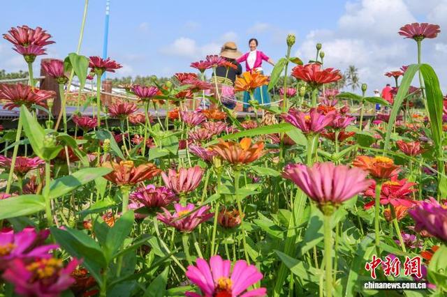 海南博鳌：绚烂花海引客来