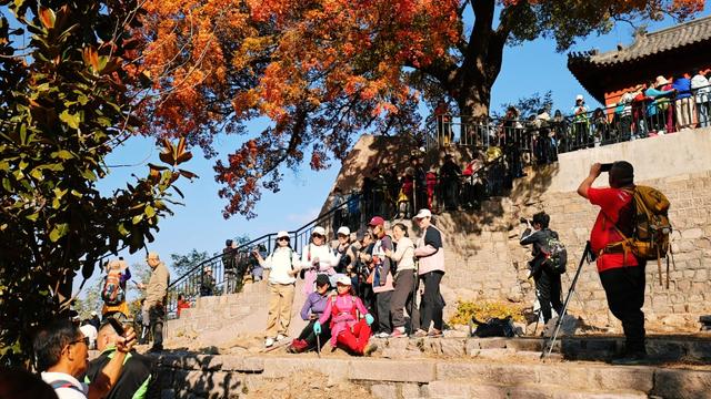 崂山这棵古树红了，非周末时间都人山人海！网友：长得像菜花
