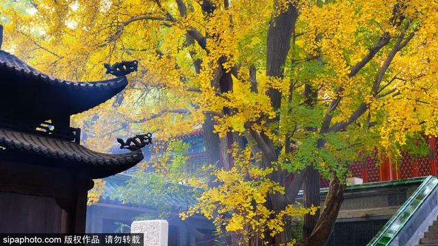 人少景美！北京这些古刹红叶正在最佳观赏期！