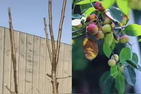 网购的“车厘子树苗”却结了海棠果，专家：普通人很难通过树苗辨认图片