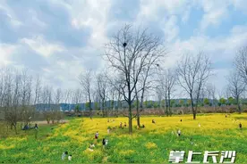 即将升温至25℃，长沙油菜花最佳观赏期是……图片