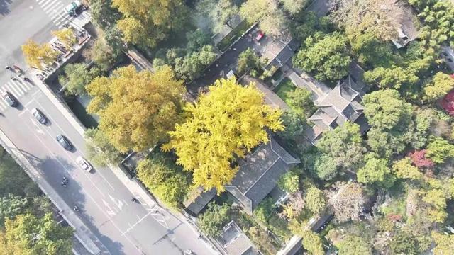 错过等一年！扬州这些银杏观赏点位已进入最佳观赏期→