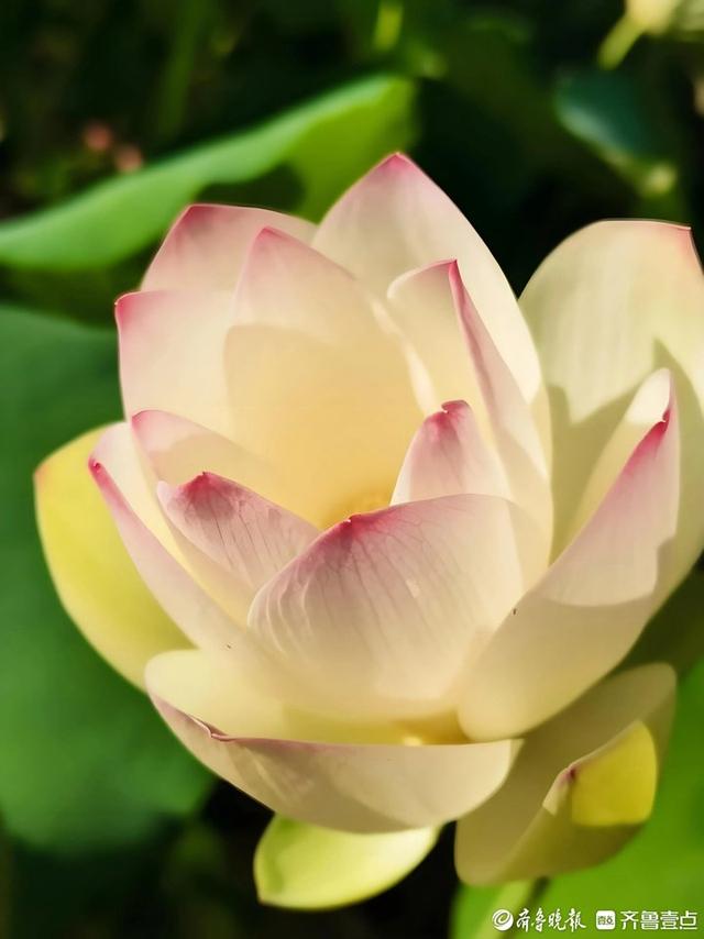 解锁泉城夏日限定浪漫！济南第39届荷花艺术节启幕