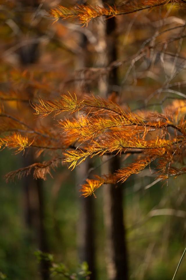 进入观赏期！东莞多处落羽杉，红了！