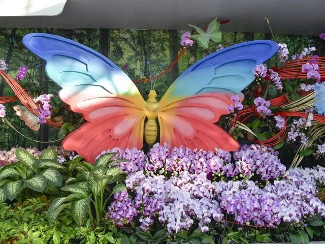 家庭园艺嘉年华｜北京兰花文化嘉年华将于明日启幕