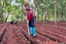 临高美巢村：走出“林下经济”新路子图片
