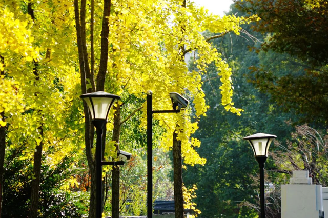 静安“银杏车站”迎来最美时刻！满眼的金色浪漫……（附全区银杏打卡点位）