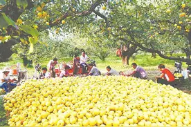 一只酥梨的“七十二变”图片